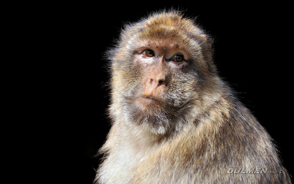 Barbary Macaque (Macaca sylvanus)